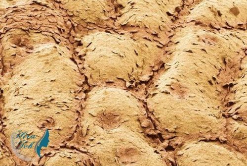 تصویر میکروسکپی از لایه ساخی پوست بزرگنمایی ۵۰۰
